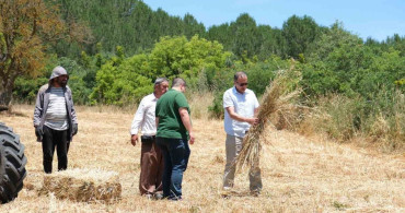 Balıkesir Üniversitesi 600 dekar alanda hasada başladı