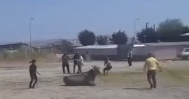 Balıkesir'de Kaçan İnek Pazarında Paniğe Neden Oldu