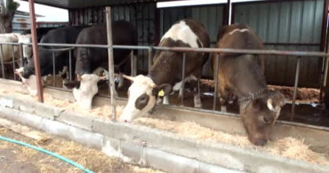 Balıkesir'de Kurbanlık Satışları Başladı