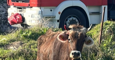 Balıkesir'de Kuyuya Düşen İnek Kurtarıldı