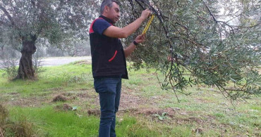 Balıkesir'de zeytin sineğine karşı entegre mücadele çalışmaları sürüyor