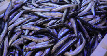 Balıkta Bolluk ve Sezon Sonu Değerlendirmesi