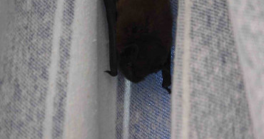 Balkon perdesini yuvaya dönüştüren yarasa, ev sahibi ona ‘Batman’ adını verdi