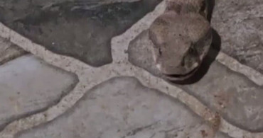 Balkonda çay içerken dev yılanla karşılaşan vatandaş panik yaşadı