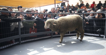 Bandırma Koyunculuk Araştırma Enstitüsü'nde Rekor Satış