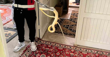 Bartın'da eve giren yılan, ekipler tarafından yakalanarak doğaya salındı
