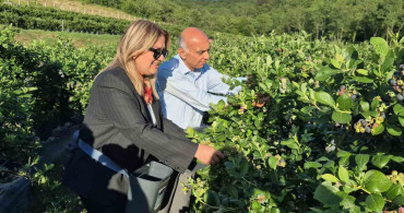 Bartın'da yaban mersini hasadında yüksek rekolte bekleniyor