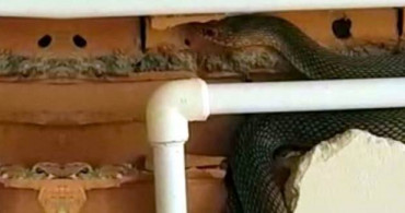 Bartın'da Yılan Gören İşçi Korkudan Bayıldı
