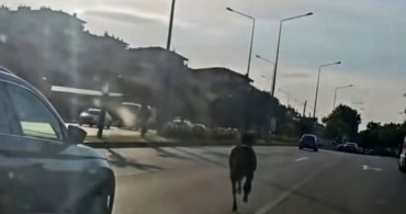 Başıboş At Trafiği Tehlikeye Soktu