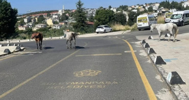 Başıboş atlar mahalle sakinlerini tedirgin ediyor