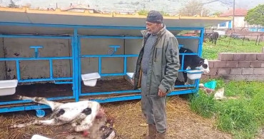Başıboş Köpekler, Buzağıya Saldırdı