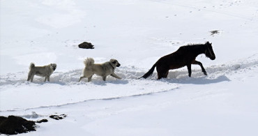 Başkaleliler Zorlu Kış Şartlarıyla Mücadele Ediyor