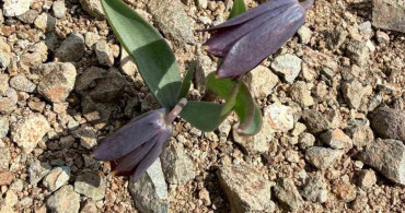 Baskil Ters Lalesi: Koruma Altında, Yüksek Ceza Riski