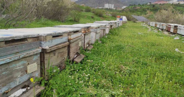 Batman'da Arıcılara Ana Arı Desteği Sağlandı