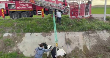 Batman'da İki Kayıp İneğin Kurtuluş Hikayesi