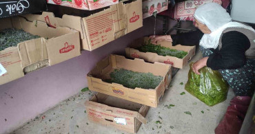 Batman'da Ipek Böceği Yetiştiriciliği Tekrar Canlanıyor