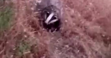 Batman'da nesli tükenme tehlikesi altındaki porsuk görüntülendi