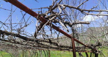 Batman'daki Ani Hava Değişiklikleri Meyve Bahçelerini Mahvediyor