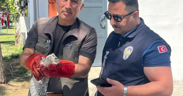 Battalgazi zabıtası, bulduğu yavru baykuşu koruma altına aldı