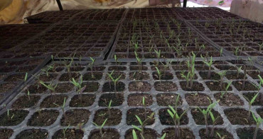 Bayburtlu çiftçi ata tohumlarını gelecek nesillere aktarıyor