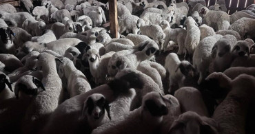 Bayburt'ta Hayvancılık Desteği Başvuruları Başlıyor