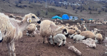 Bayburt’ta Küçükbaş Hayvancılığa Destek Başvuruları Devam Ediyor