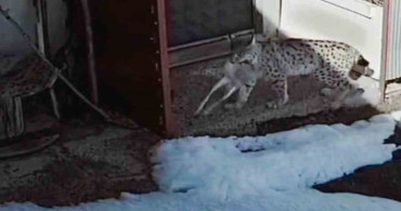 Bayburt'ta Vaşağın Tavşan Avı Kamerada Kaydedildi