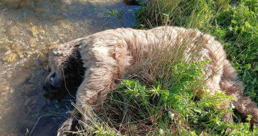 Bayburt’ta yaralı halde görülen bozayı ölü bulundu