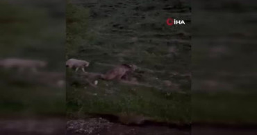 Bayburt’ta yaralı halde görülen bozayı ölü bulundu