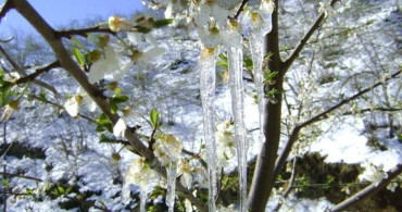 Bayburt'ta Zirai Don Uyarısı Yapıldı