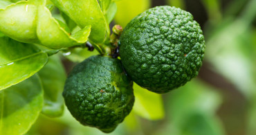 Bergamot Nedir, Faydaları Nelerdir?