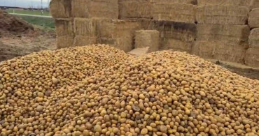 Besiciler Yem Maliyetlerini Düşürmek İçin Patates Kullanıyor