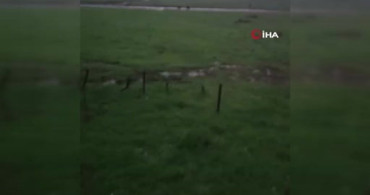 Beypazarı'nda Ayılar Yaylaya İndi