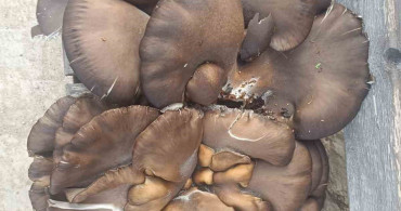 Beyşehir'de 10 Kilogramlık Mantar Bulundu