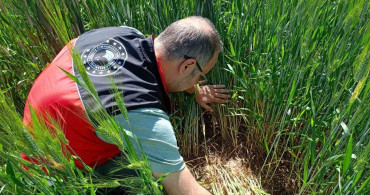Beyşehir’de süne zararlısına karşı saha çalışmaları hız kazanıyor