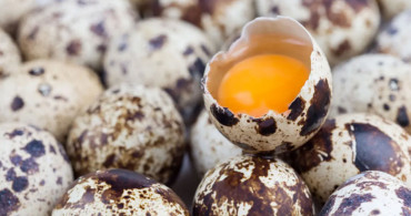 Bıldırcın yumurtası nasıl yenir, besin değeri nedir, astıma iyi gelir mi? Protein zengini bıldırcın yumurtasının faydaları