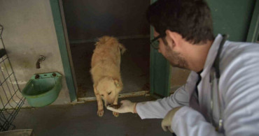 Bilecik Belediyesi'nden Sokak Hayvanları İçin Örnek Proje