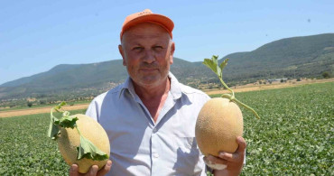 Bilecik’in ünlü Medetli kavununun hasadı başladı