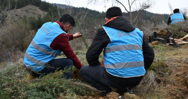 Bilecik'te 700 Fidan Dikti