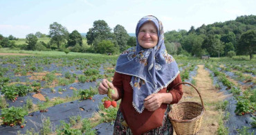 Bilecik'te çilek üretiminde büyük artış: 2 dönümden 42 dönüme