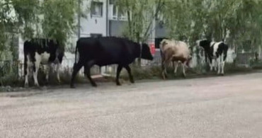 Bilecik'te Hayvan Pazarından Kaçan Büyükbaş Hayvanlar Şaşkınlık Yarattı