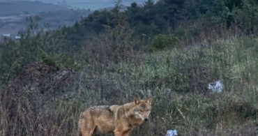 Bilecik'te İnsanlardan Kaçmayan Kurt Gözüne Çarptı