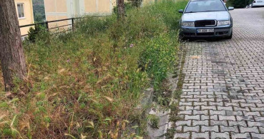 Bilecik'te Kaldırımlardaki Otlar Vatandaşları Zorluyor