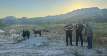 Bilecik'te kaybolan 9 küçükbaş hayvan jandarma tarafından bulundu