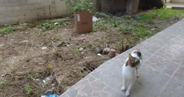 Bilecik'te Mazgala Sıkışan Kedi Yavruları Kurtarıldı