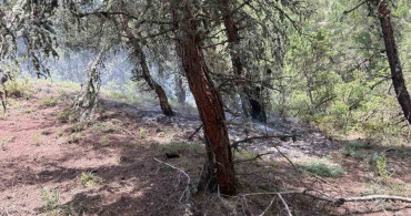 Bilecik’te ormanlık alana yıldırım düştü
