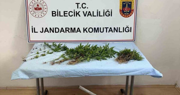 Bilecik'te ormanlık alanda kenevir ekimi yapan kişi yakalandı