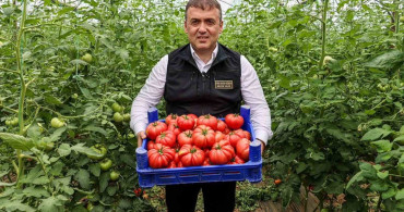 Bilecik'te örtü altı domates hasadı başladı