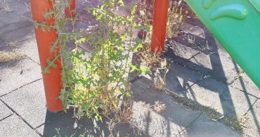 Bilecik'te otluk alana dönen park bakım bekliyor