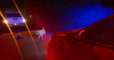 Bilecik'te Yaralı Köpek İçin Jandarma Harekete Geçti